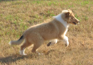 Puppy Running